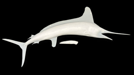 83-INCH WHITE MARLIN BLANK, STANDARD