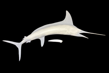 84-INCH STRIPED MARLIN BLANK, STANDARD