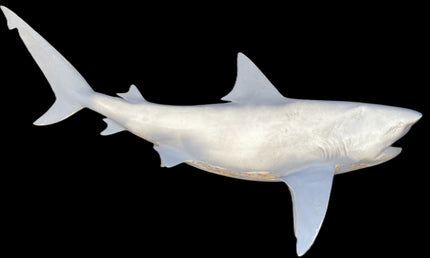 85-INCH BULL SHARK BLANK, STANDARD