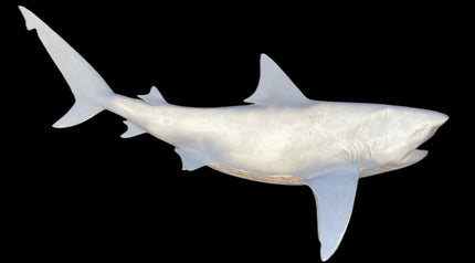 85-INCH BULL SHARK BLANK, STANDARD