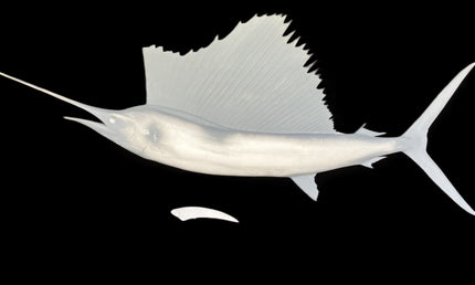 85-INCH SAILFISH BLANK, STANDARD