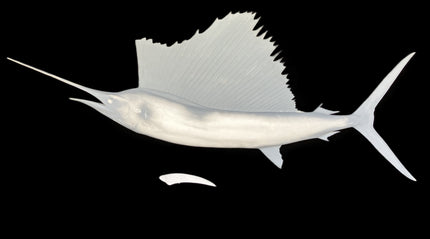 85-INCH SAILFISH BLANK, STANDARD