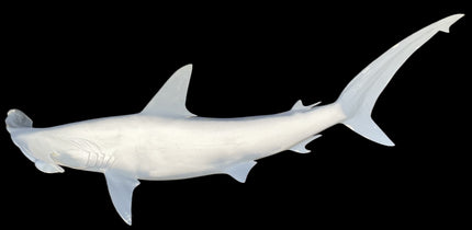 86-INCH HAMMERHEAD SHARK BLANK, STANDARD