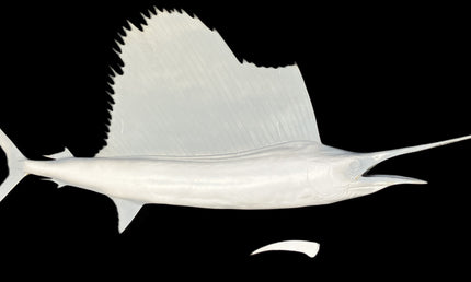 86-INCH SAILFISH BLANK, STANDARD