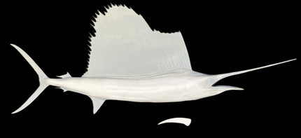86-INCH SAILFISH BLANK, STANDARD