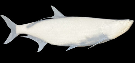 86-INCH TARPON BLANK, STANDARD