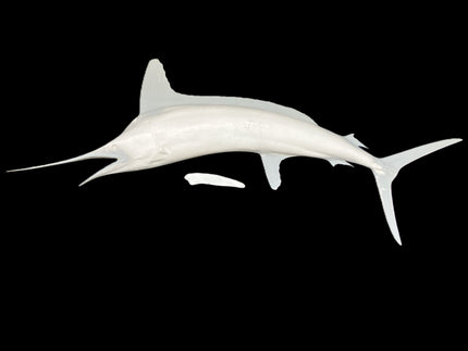 87-INCH WHITE MARLIN BLANK, STANDARD