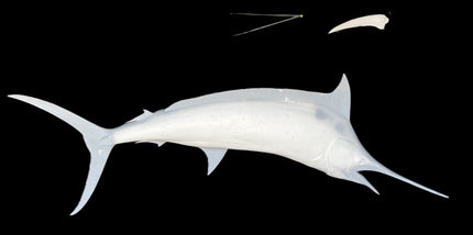 89-INCH BLUE MARLIN BLANK, STANDARD