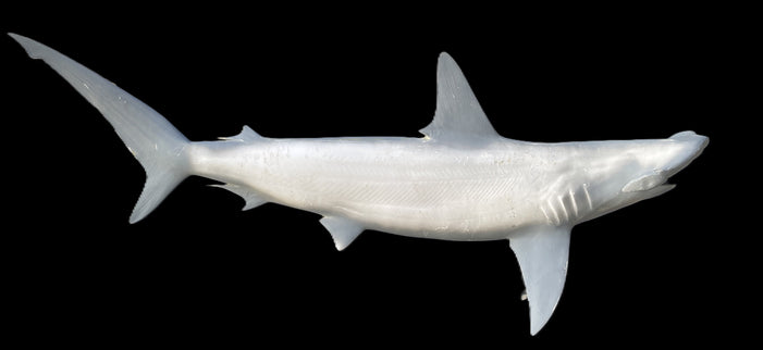 90-INCH HAMMERHEAD SHARK BLANK, STANDARD