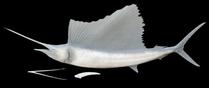 92-INCH SAILFISH BLANK, STANDARD