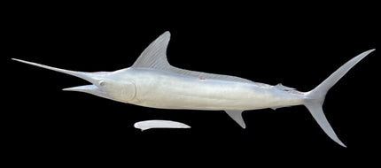 92-INCH STRIPED MARLIN BLANK, STANDARD
