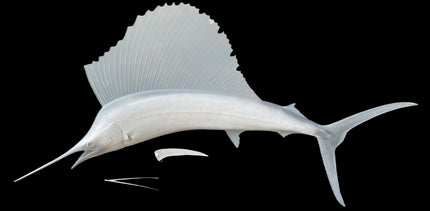 95-INCH SAILFISH BLANK, STANDARD