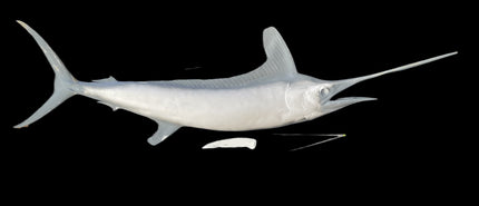 96-INCH WHITE MARLIN BLANK, STANDARD