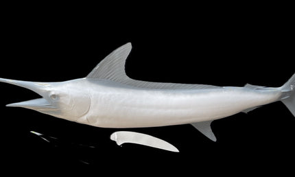 98-INCH STRIPED MARLIN BLANK, STANDARD