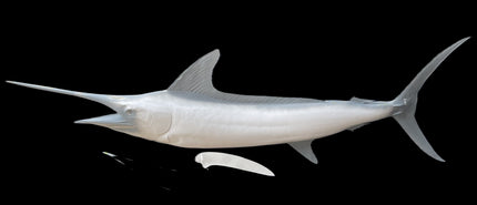 98-INCH STRIPED MARLIN BLANK, STANDARD