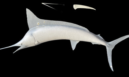 99-INCH STRIPED MARLIN BLANK, STANDARD