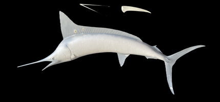 99-INCH STRIPED MARLIN BLANK, STANDARD