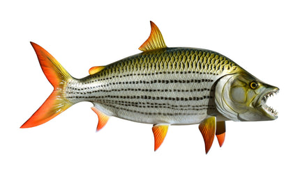32-INCH AFRICAN TIGERFISH