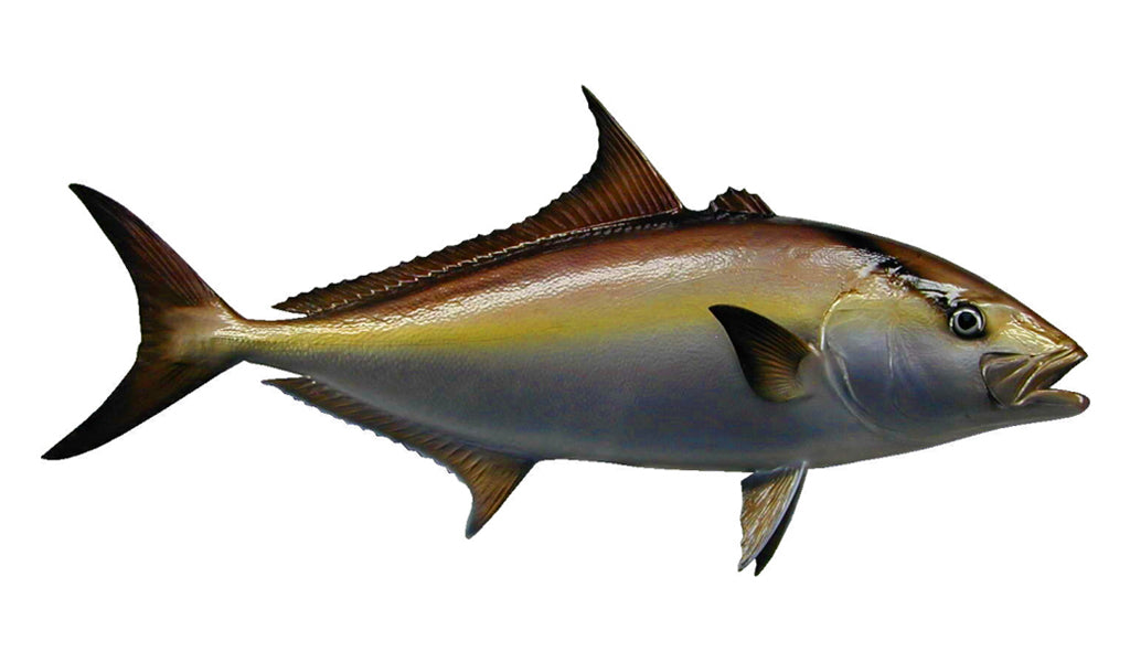 39-Inch Almaco Jack Fish Mount | King Sailfish Mounts