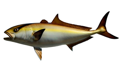 34-INCH AMBERJACK
