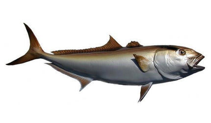 42-INCH AMBERJACK