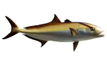 45-INCH AMBERJACK