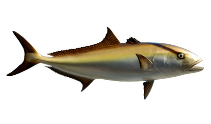 45-INCH AMBERJACK