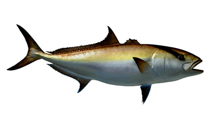 47-INCH AMBERJACK