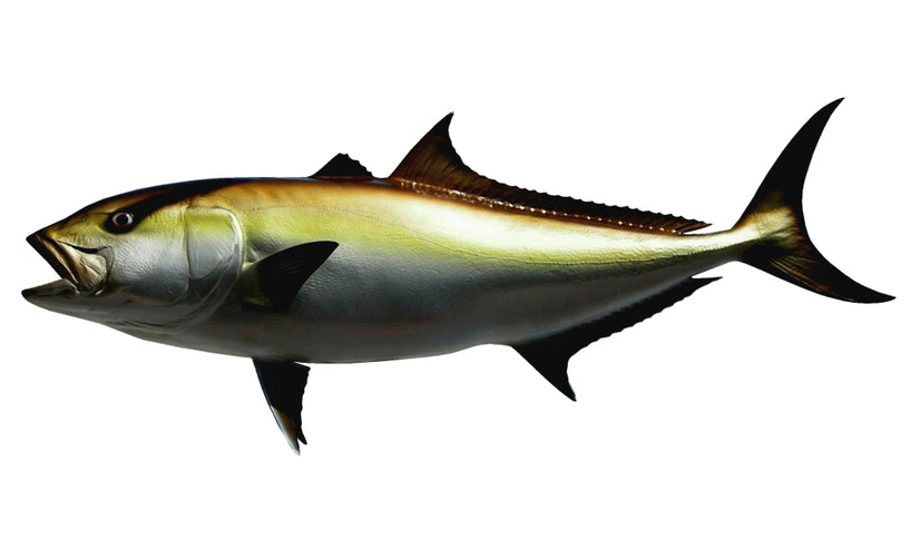 Replica 50-Inch Amberjack Fish Mount | King Sailfish Mounts