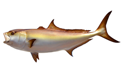 56-INCH AMBERJACK