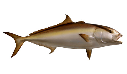 62-INCH AMBERJACK