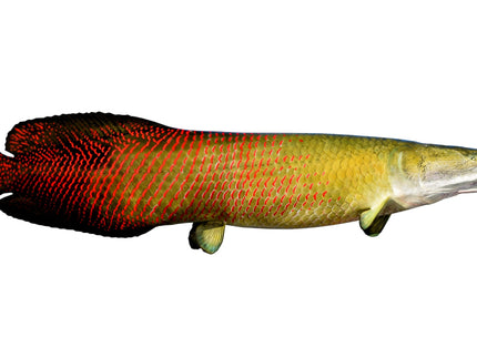 Collection image for: ARAPAIMA