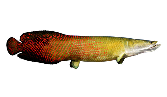 Freshwater Fish Mounts | King Sailfish Mounts