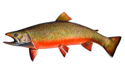 25-INCH ARCTIC CHAR