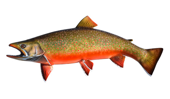 25-INCH ARCTIC CHAR