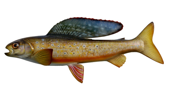 15-INCH ARCTIC GRAYLING