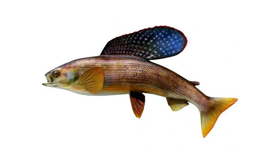 18-INCH ARCTIC GRAYLING