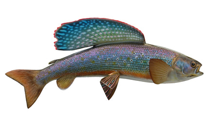 20-INCH ARCTIC GRAYLING