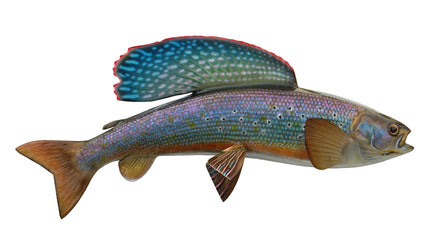 arctic grayling fishing lures Replica 20-Inch Fish Mount | King Sailfish Mounts 5 Lures for Australian Color:Watermelon Healing