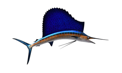 52-INCH ATLANTIC SAILFISH