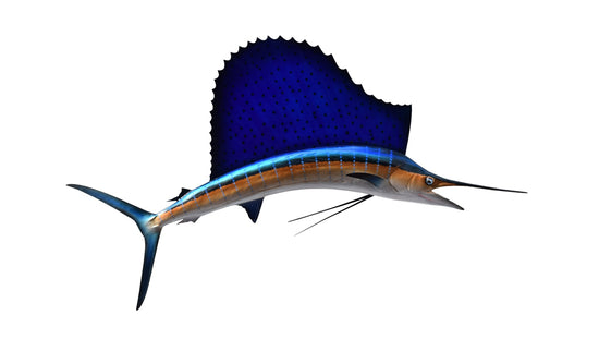 52-INCH ATLANTIC SAILFISH