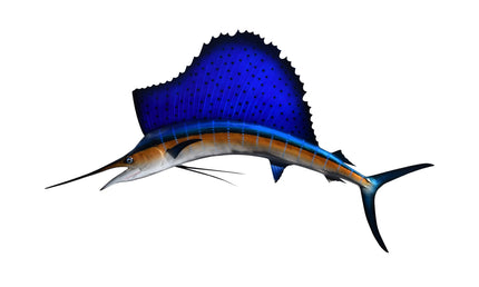 55-INCH ATLANTIC SAILFISH