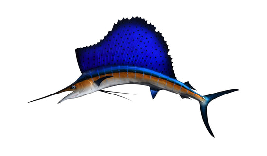 55-INCH ATLANTIC SAILFISH