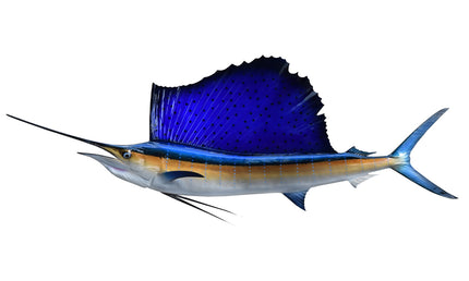 57-INCH ATLANTIC SAILFISH