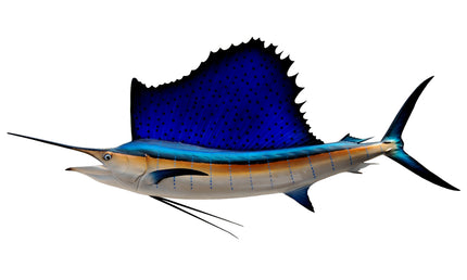 71-INCH ATLANTIC SAILFISH