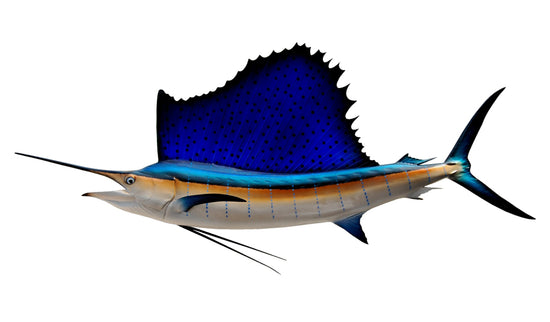71-INCH ATLANTIC SAILFISH