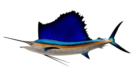 71-INCH ATLANTIC SAILFISH