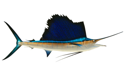 72-INCH ATLANTIC SAILFISH