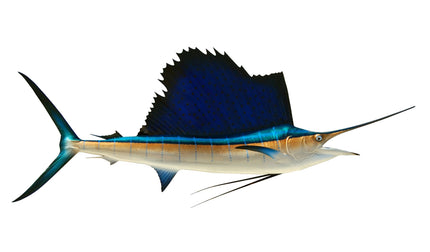 72-INCH ATLANTIC SAILFISH