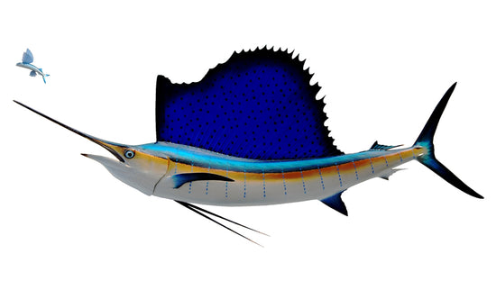 75-INCH ATLANTIC SAILFISH